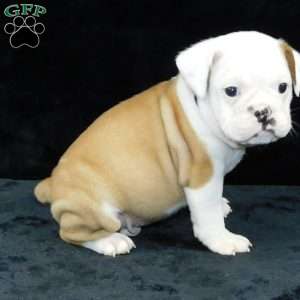 Bruno, Miniature Bulldog Puppy